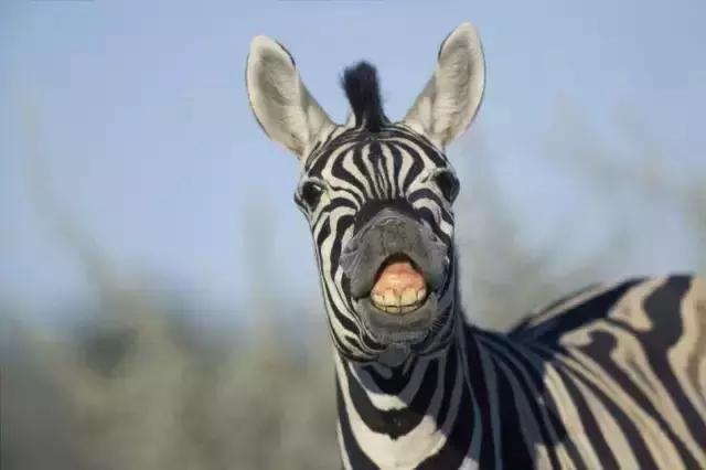 非洲斑马，食草动物界扛把子