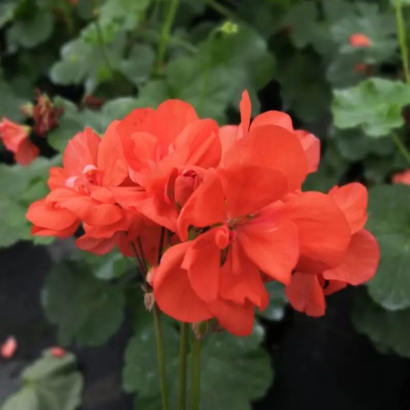 这种花别乱浇水水越多越不开花,这种花不怕冷好养易活