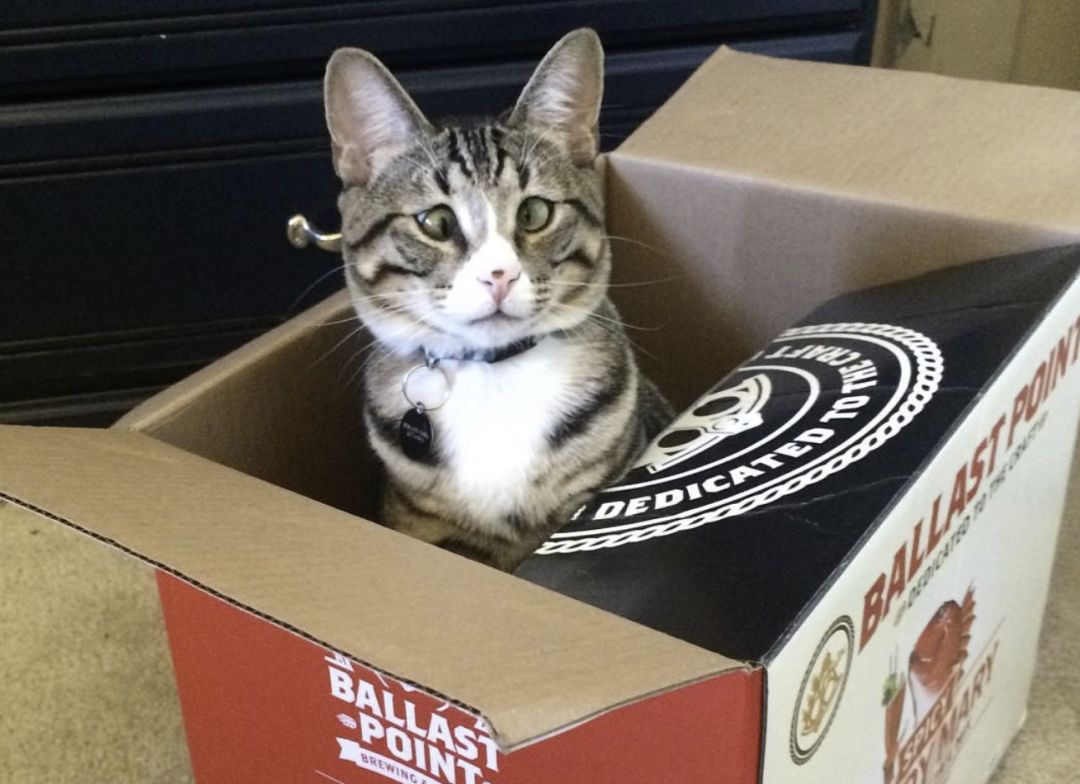 轻度斗鸡眼的猫咪,呆呆猫咪斗鸡眼