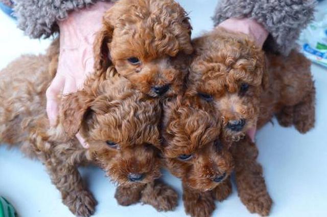 泰迪犬怎么样才能看出纯不纯呢,纯种泰迪犬有什么特征图片