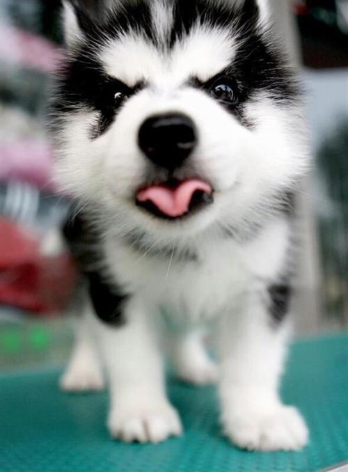 狗狗洗澡沐浴露太香了对狗狗好吗,狗狗需要专门的沐浴露吗