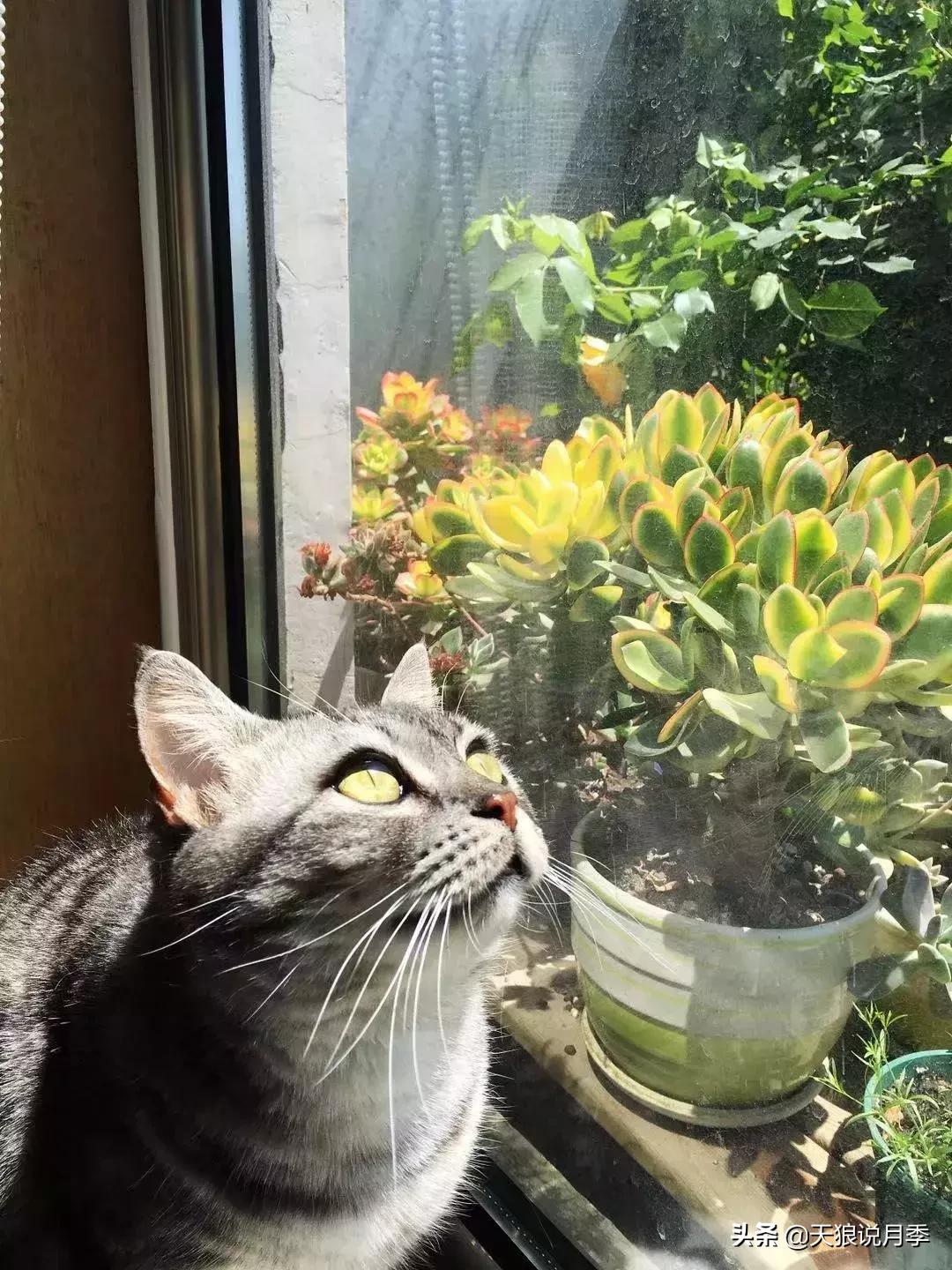 露台打造花海,她用10年改造庭院