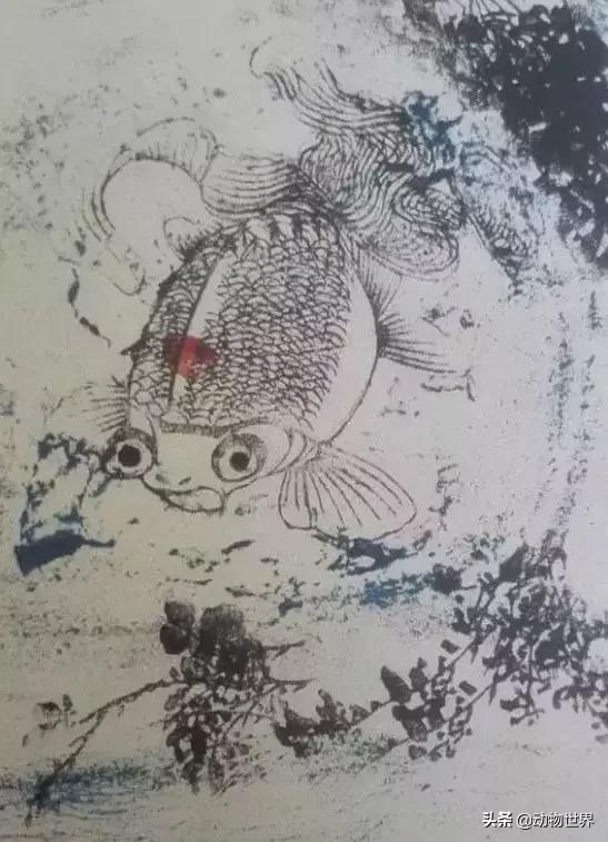 金鱼品种介绍之龙睛高头,金鱼狮子头品种图片大全集