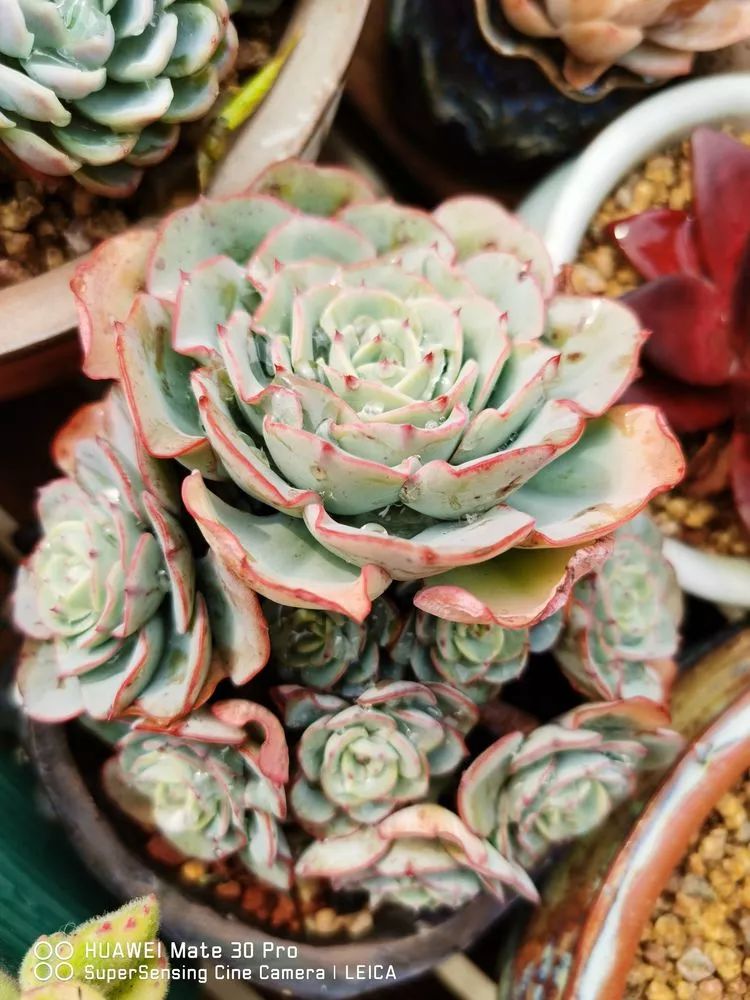 冬日如何更好地养多肉,冬天可以户外养护的多肉