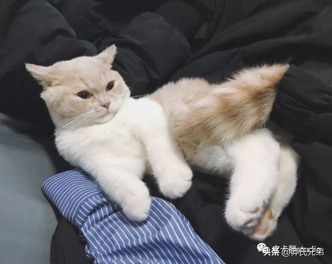 可爱小奶猫刚生出成长日记,一只小奶猫的成长过程