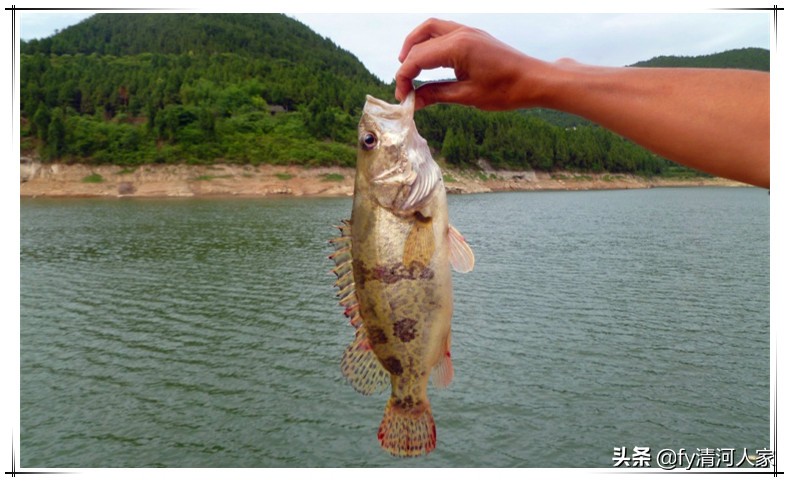 鳜鱼味道闻起来是臭的,鳜鱼最大多少斤