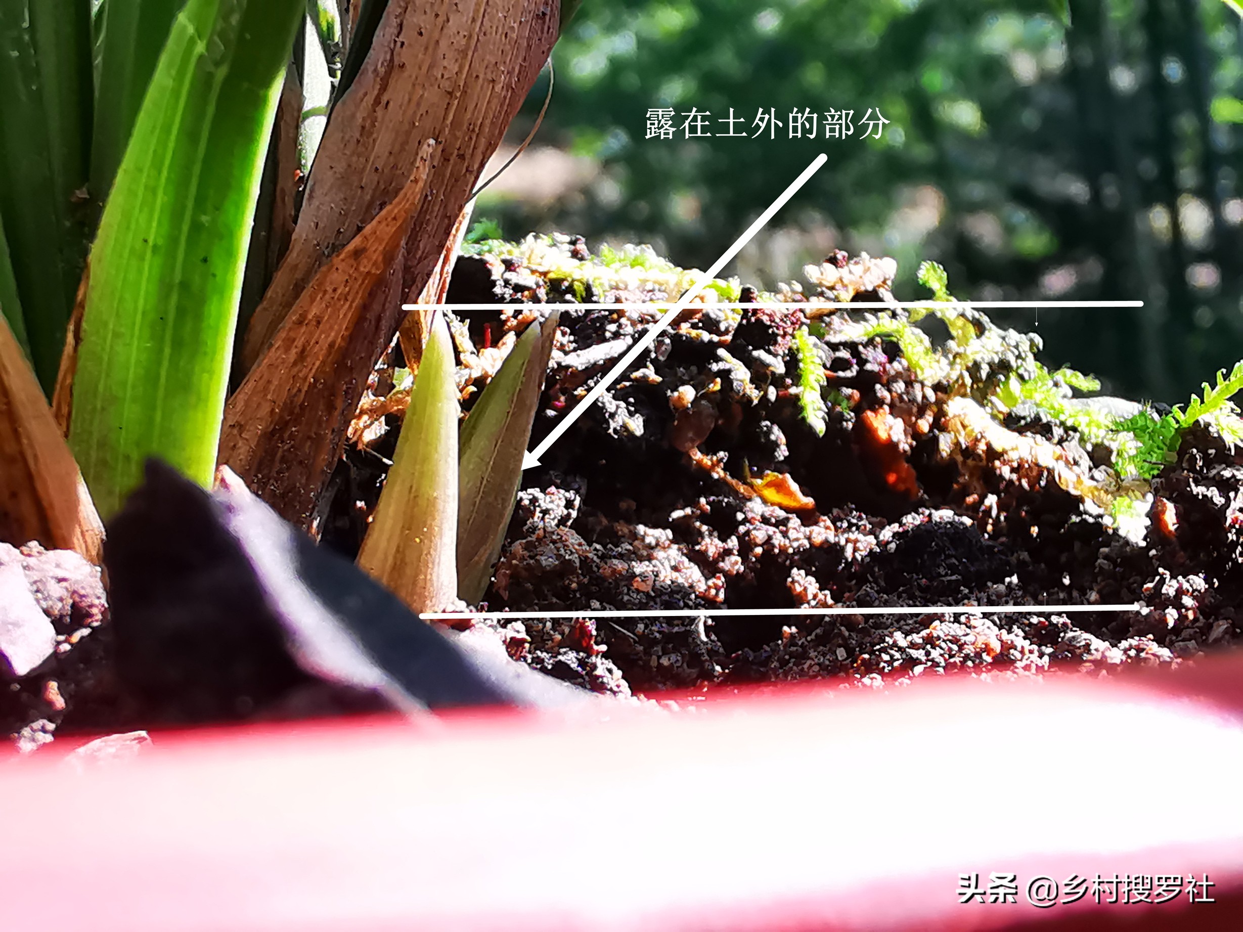 兰花出花苞冬季怎么管理和养护,新种带花苞的兰花为什么会消苞