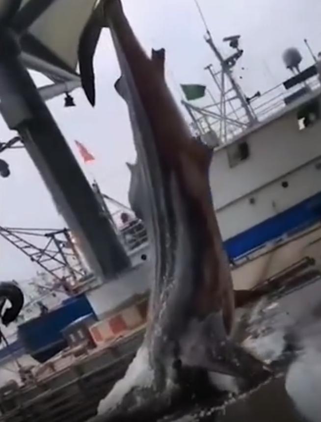 渔民误捕大鲨鱼,江苏渔民误捕3吨重鲸鲨