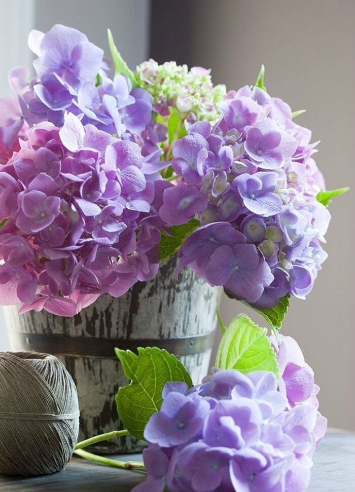 收到花有点蔫怎么处理,收到花有点干瘪醒花方法