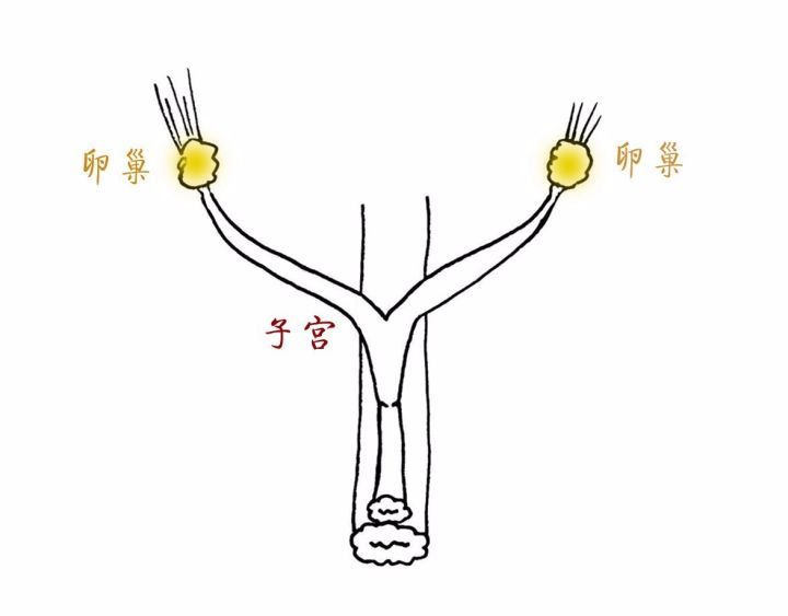 猫咪绝育完看的动画片,猫咪绝育全过程3d演示