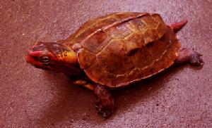 两栖龟陆龟海龟区别,陆地龟和陆龟是一个品种吗