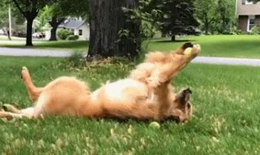 狗狗最爱玩的室外玩具,狗狗最喜欢玩的玩具是什么