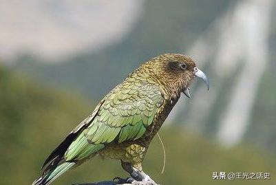 新西兰那么落后为什么是发达国家,新西兰历史上最强的国家