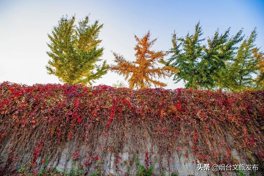 张裕卡斯特酒庄摘葡萄,张裕卡斯特酒庄750毫升定制