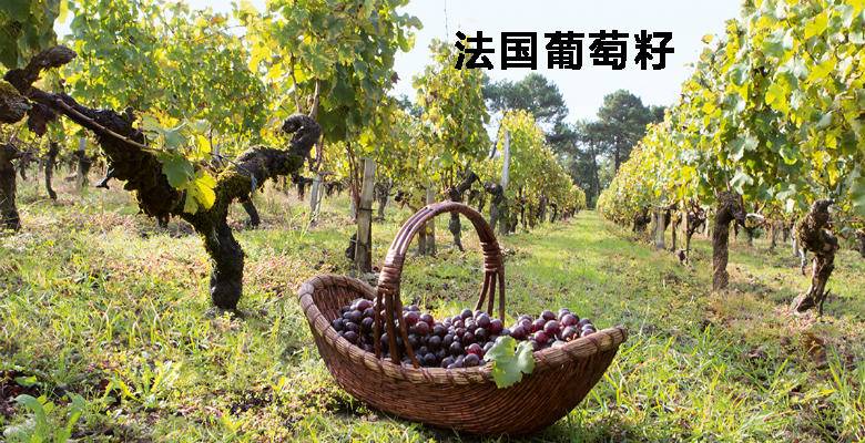 葡萄籽胶原蛋白淡斑,平价美白葡萄籽