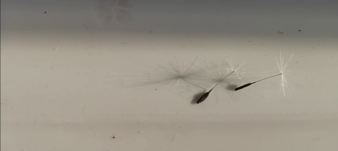 蒲公英怎么晾晒和保存不会生虫子,四季晾晒的蒲公英