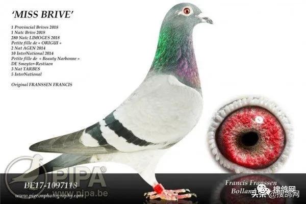 国内冠军赛鸽,羽毛球2人冠军