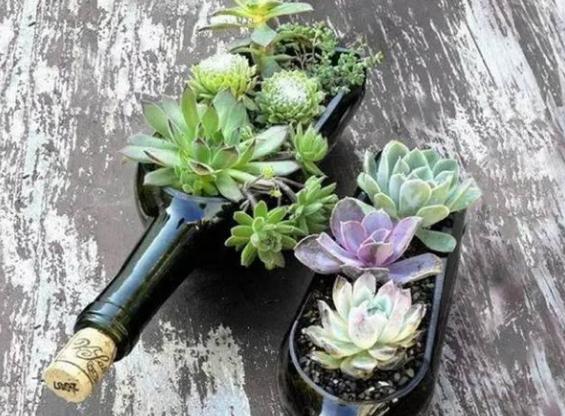 养花不用买花盆既省钱又好看,养花新手怎么养花盆好看