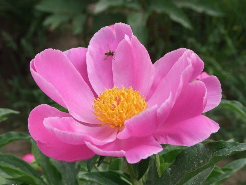 春天刚出芽的芍药怎样管理,芍药春天花前怎样管理