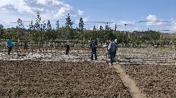 @长春人，这里有您一分田！快来认领！