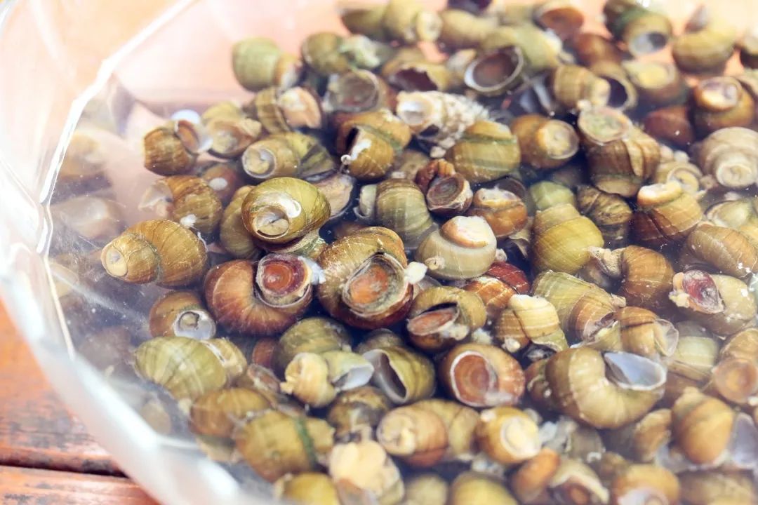 螺蛳洗完还有沙？我来教你这一招，田螺拼命吐沙，拦都拦不住