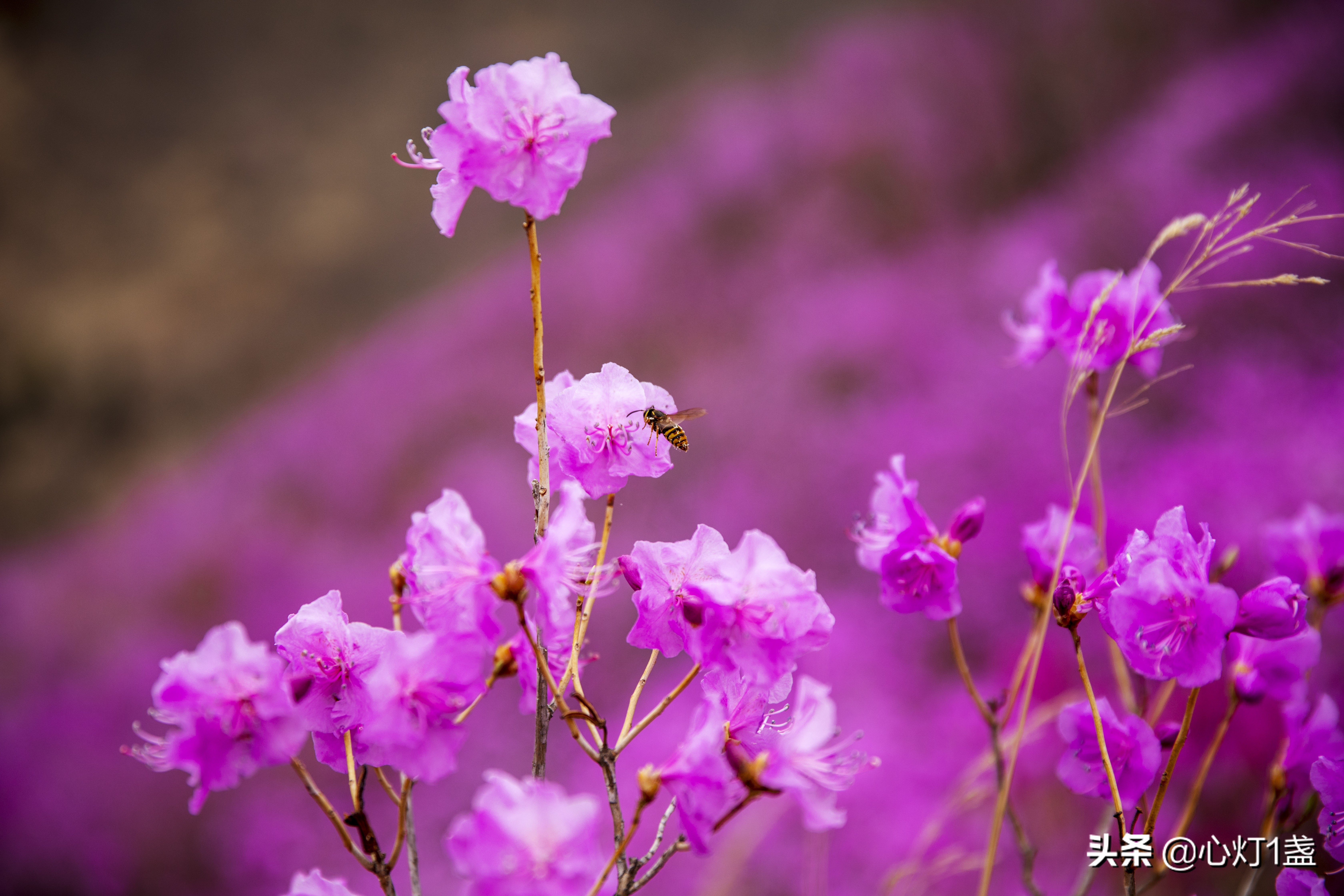 岫岩映山红花海要门票吗,岫岩黄岭映山红花期