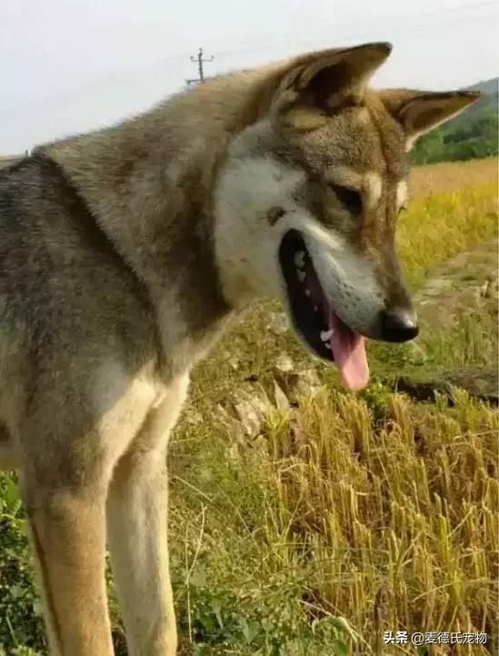 这样的中华田园犬难道你不爱吗,怎么样的才能称得上中华田园犬