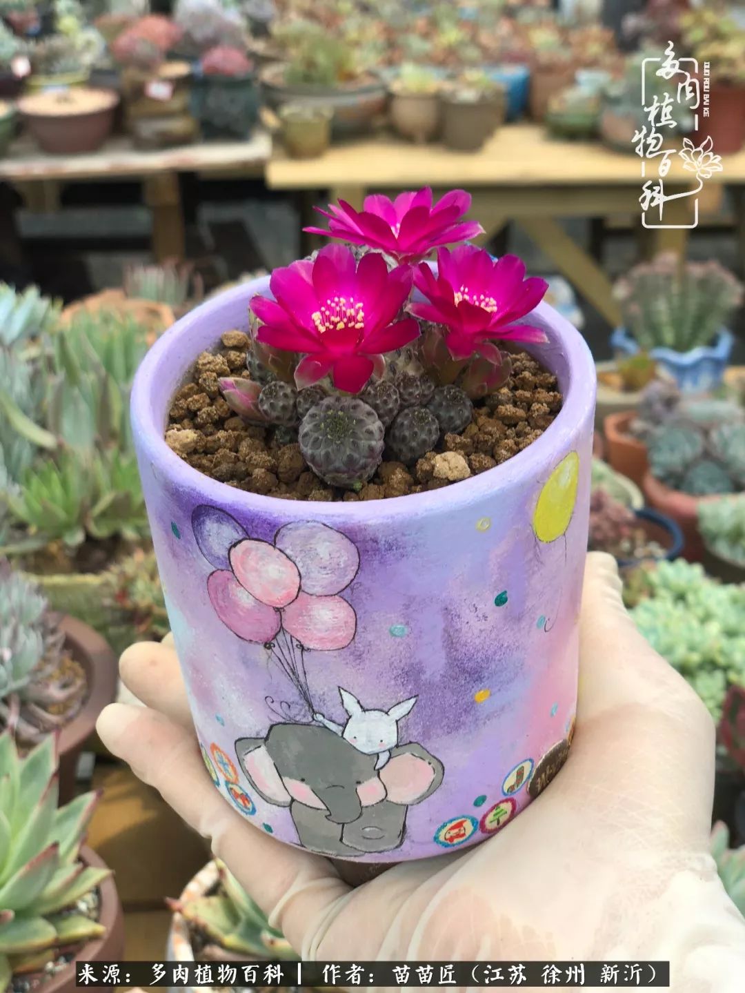 多肉之江湖：众肉友们，修仙渡劫几何了？