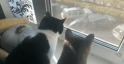 小猫咪很容易被吓一跳怎么办,小猫咪很容易被吓一跳