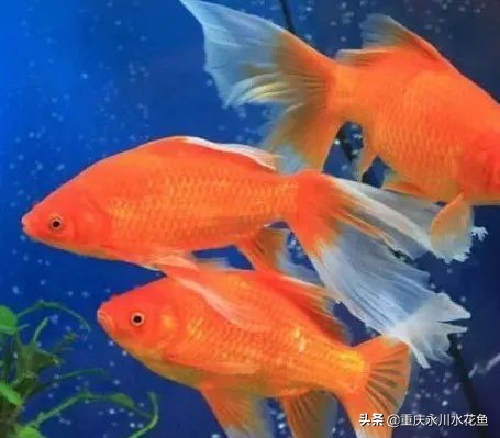 十种最漂亮的观赏鱼视频播放,观赏鱼60条