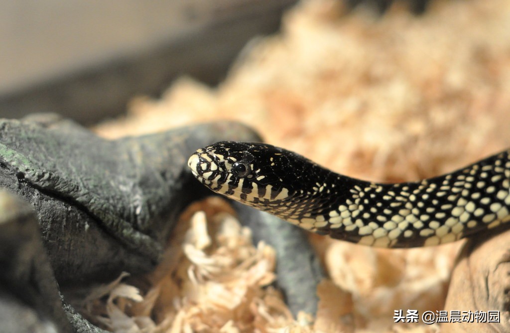 宠物蛇拒食能活多久啊视频,宠物蛇出现拒食