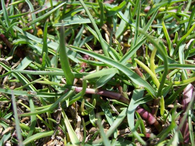 十二属相对应的植物,十二生肖中最罕见的植物