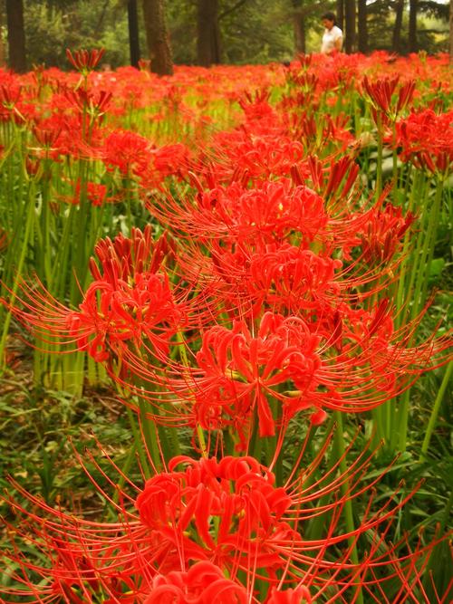 无意间发现了一株幽灵花,大山深处难得一见的幽灵花