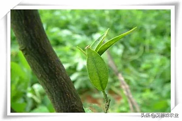 柑橘病虫害识别软件,天天学农柑橘病虫害