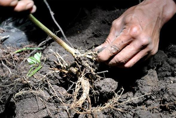 最近挖出来的野山参,百年野山参有多罕见