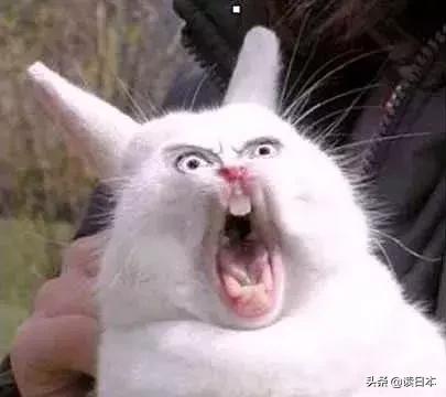 沙雕手办日本小哥,日本沙雕手办小哥