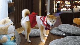 撸柴犬店广州,撸柴宠物乐园