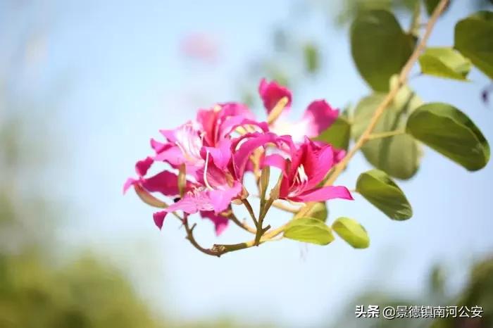 夜深花睡去最念是故人的出处,夜深花睡去最念是故人