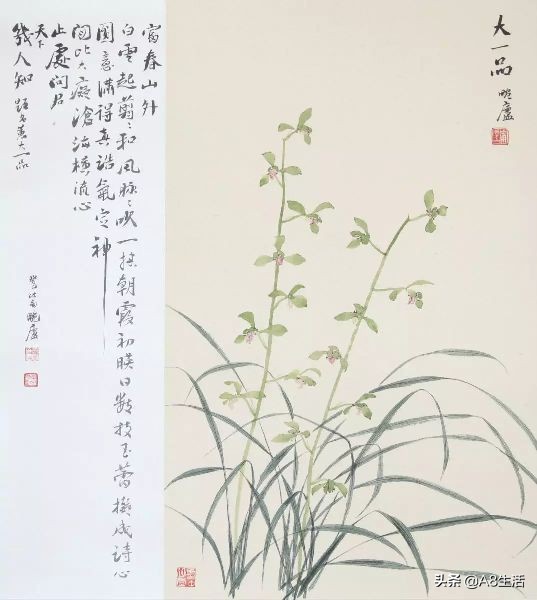 每日一兰花故事～中国兰花.惠兰名品.大一品