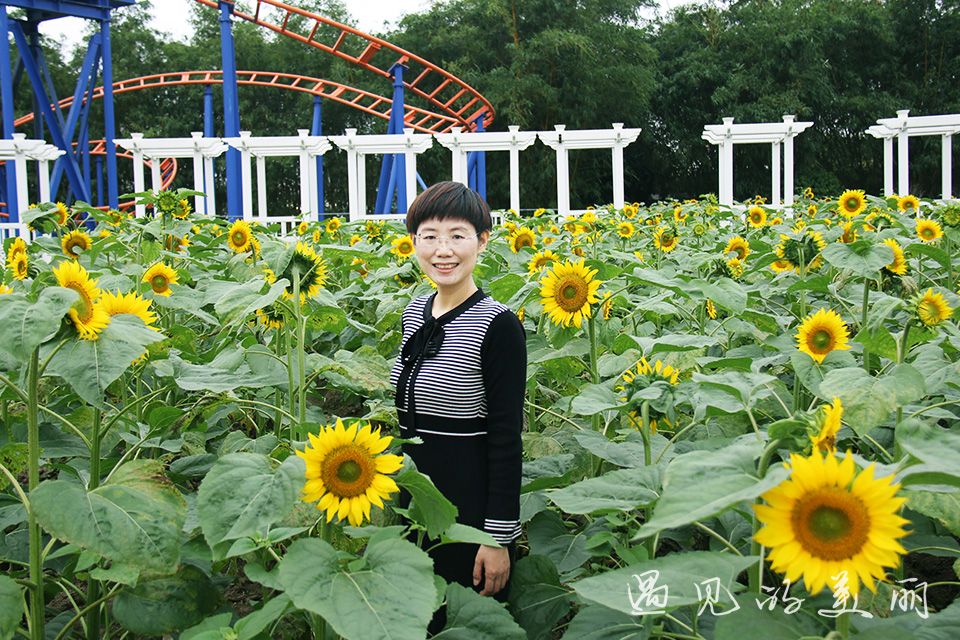 百万葵园有多坑,百万葵园免门票