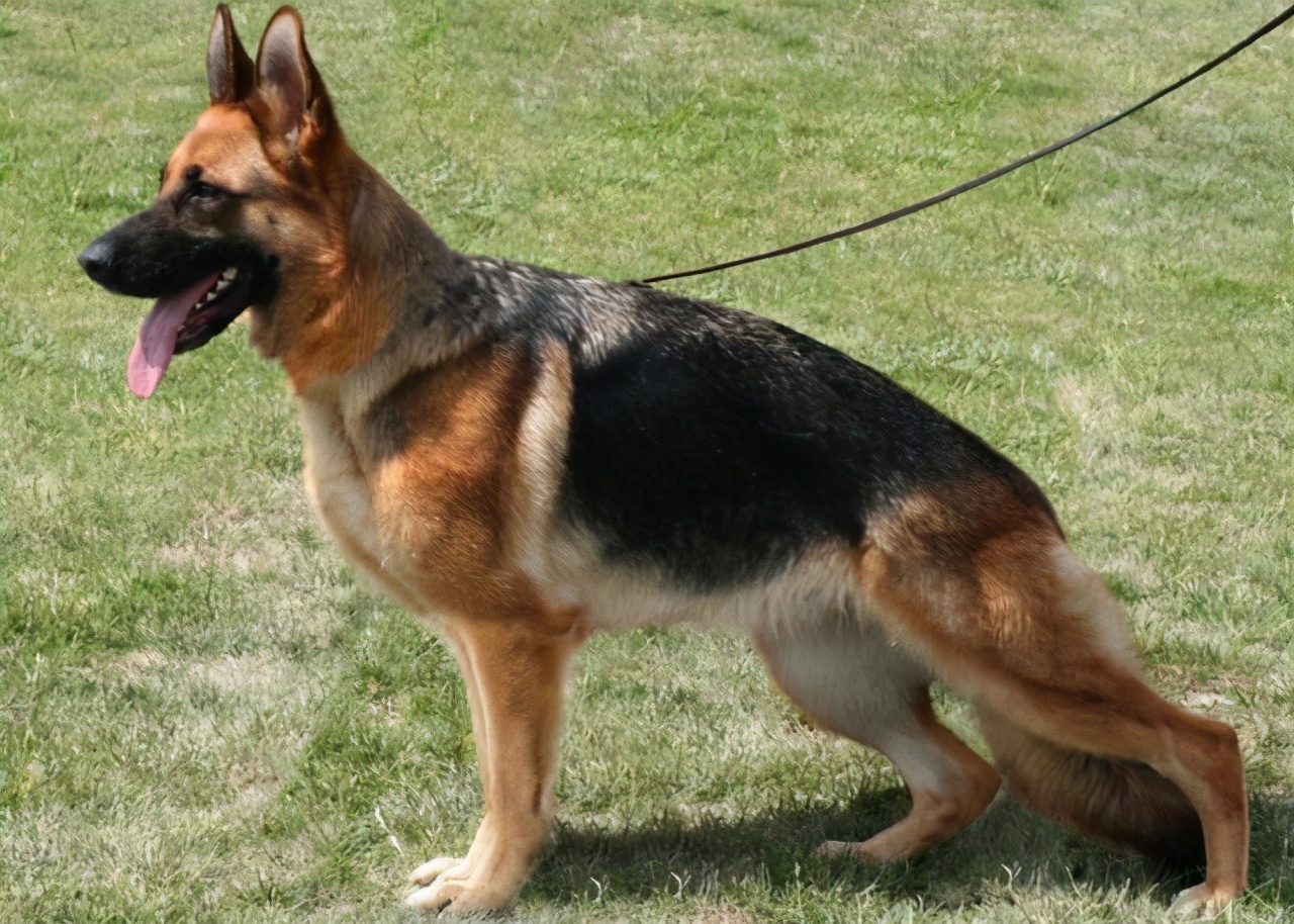 那么可爱的狗狗为什么要禁养呢,狗狗的禁养有哪些