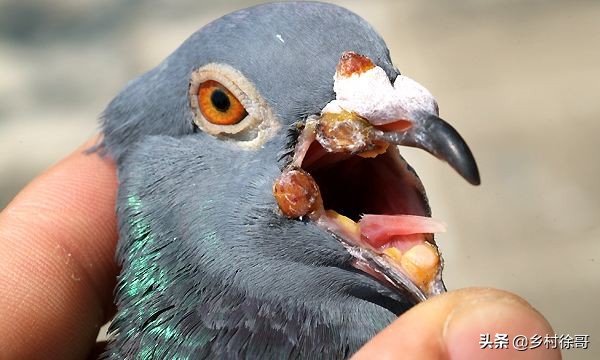 鸽子如何预防鸽痘,鸽友一般夏季都是如何预防鸽痘的