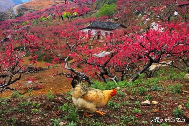 行摄美景东湖樱花园,行摄春天
