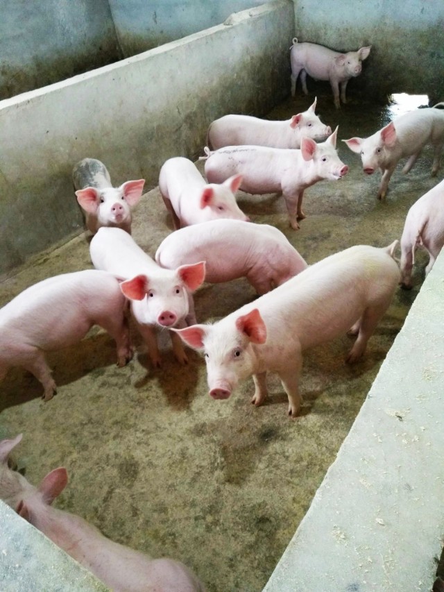 公猪的处理方法和注意事项,公猪常见疾病及治疗方法