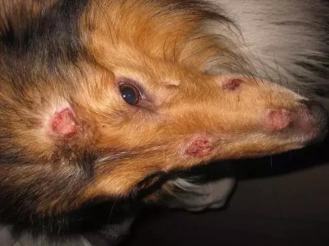 宠物皮肤病特效药有哪些,宠物常见的皮肤病药