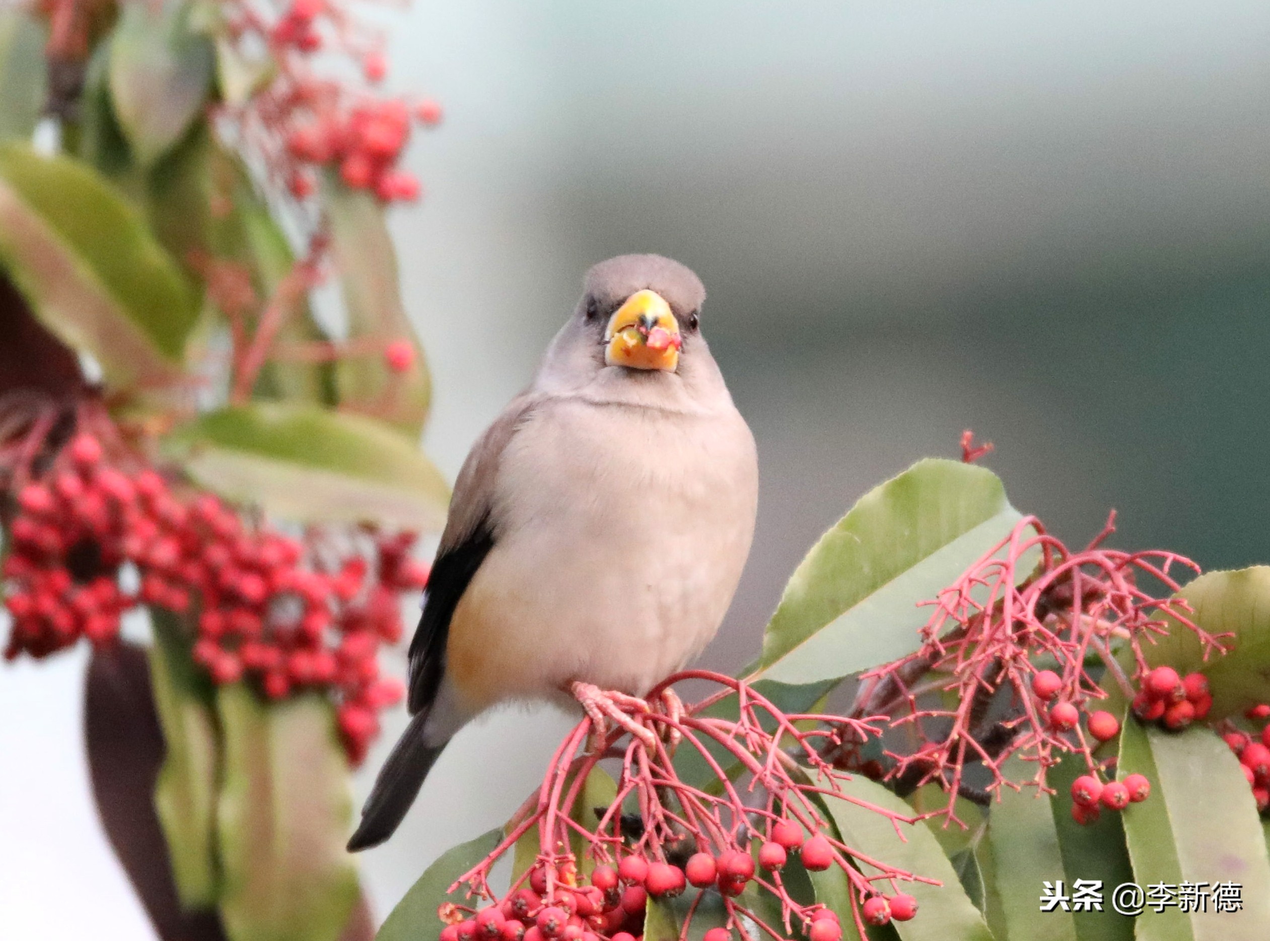 合肥拍到的小鸟,安徽有乌鸫鸟