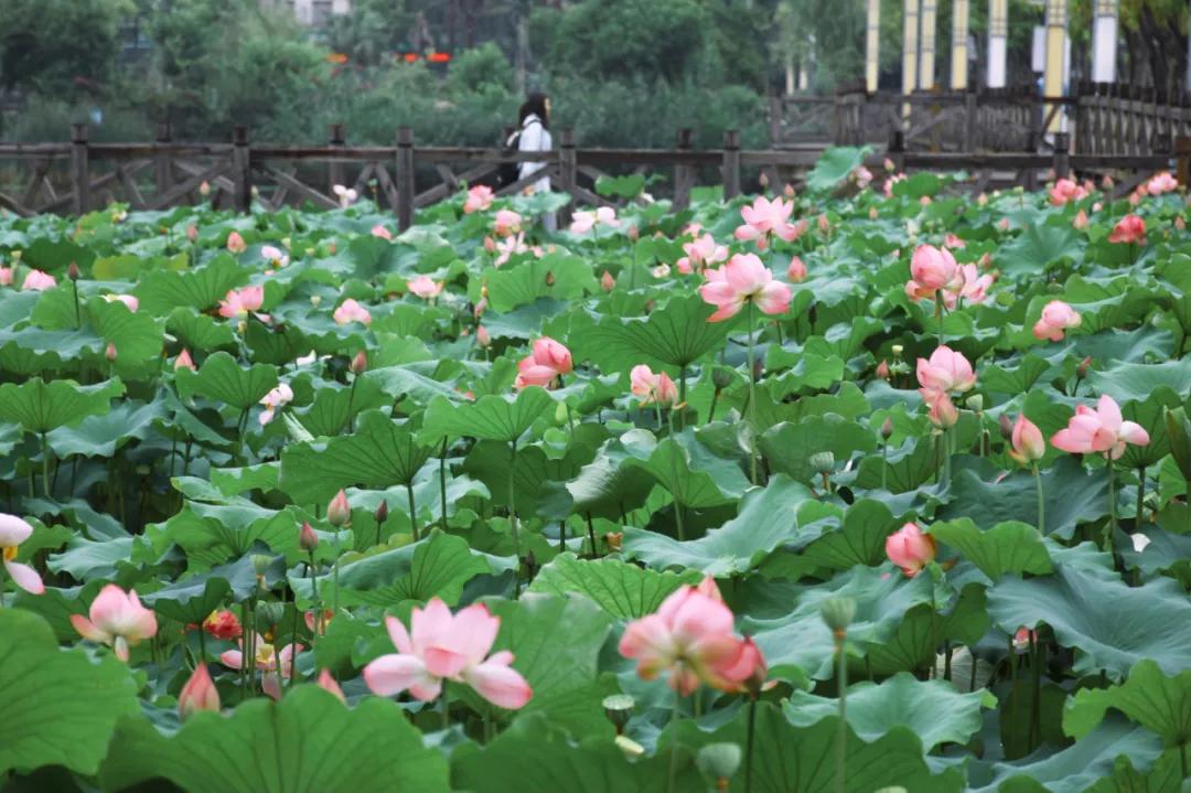 观福建农林大学的荷！赏尽一池清趣