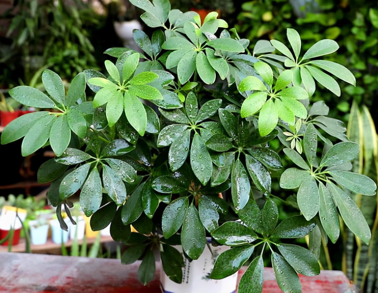 不要买的网红植物,最近踩坑的一些网红植物