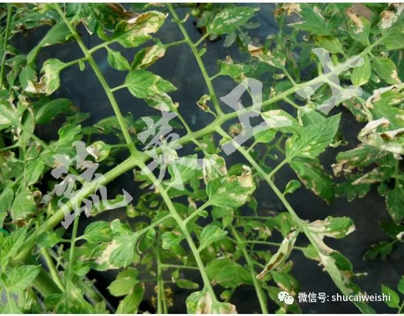 蔬菜药害怎样解药,蔬菜发生药害时如何解决