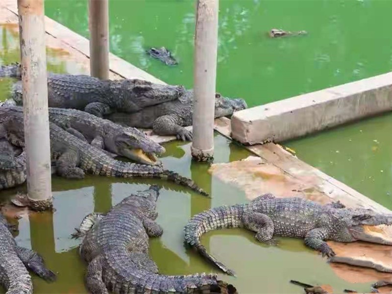 创新养殖,养殖鳄鱼合法吗,挣不挣钱?